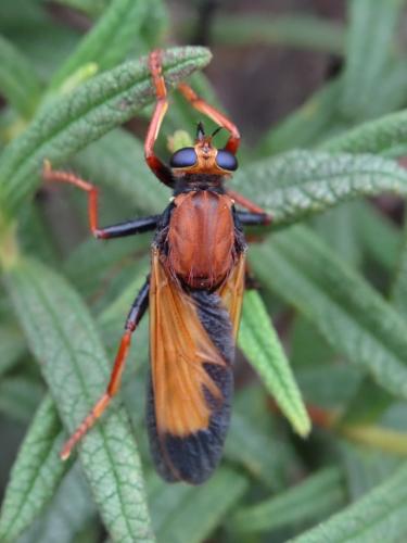 Asilus barbarus